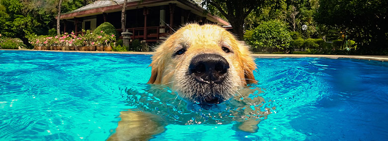 Image of a dog swimming.